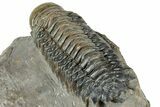 Prone Crotalocephalina Trilobite - Atchana, Morocco #322275-5